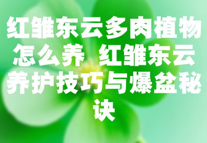 红雏东云多肉植物怎么养 红雏东云养护技巧与爆盆秘诀