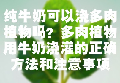 纯牛奶可以浇多肉植物吗？多肉植物用牛奶浇灌的正确方法和注意事项