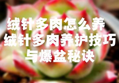 绒针多肉怎么养 绒针多肉养护技巧与爆盆秘诀