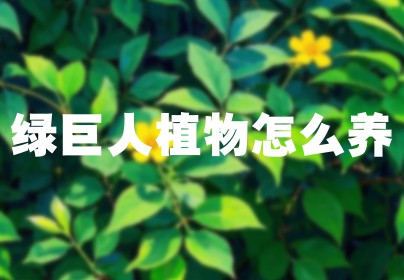 绿巨人植物怎么养