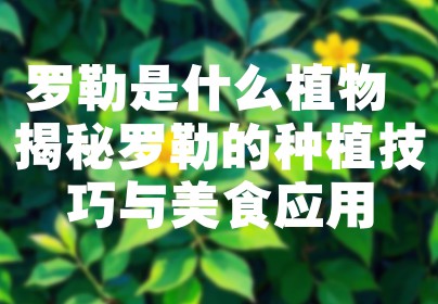 罗勒是什么植物 揭秘罗勒的种植技巧与美食应用