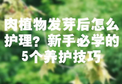 肉植物发芽后怎么护理？新手必学的5个养护技巧