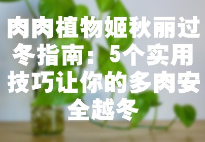 肉肉植物姬秋丽过冬指南：5个实用技巧让你的多肉安全越冬