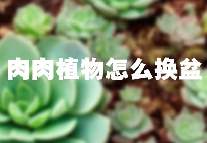 肉肉植物怎么换盆