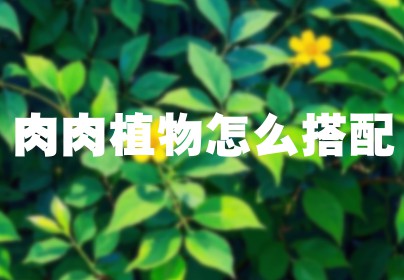 肉肉植物怎么搭配