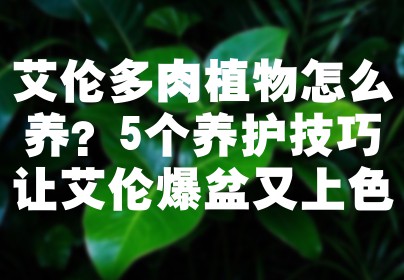 艾伦多肉植物怎么养？5个养护技巧让艾伦爆盆又上色