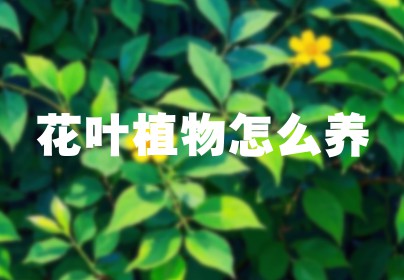 花叶植物怎么养