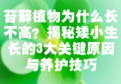 苔藓植物为什么长不高？揭秘矮小生长的3大关键原因与养护技巧