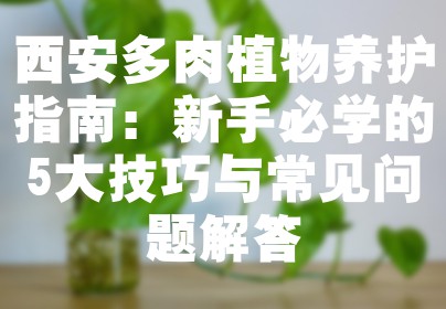 西安多肉植物养护指南：新手必学的5大技巧与常见问题解答