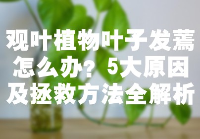 观叶植物叶子发蔫怎么办？5大原因及拯救方法全解析