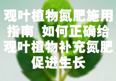 观叶植物氮肥施用指南 如何正确给观叶植物补充氮肥促进生长