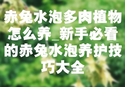 赤兔水泡多肉植物怎么养_新手必看的赤兔水泡养护技巧大全