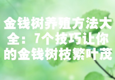 金钱树养殖方法大全：7个技巧让你的金钱树枝繁叶茂