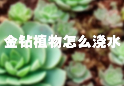 金钻植物怎么浇水