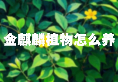 金麒麟植物怎么养