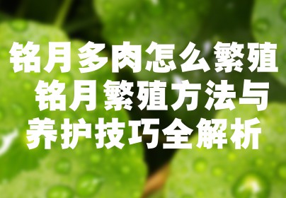 铭月多肉怎么繁殖 铭月繁殖方法与养护技巧全解析