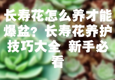 长寿花怎么养才能爆盆？长寿花养护技巧大全 新手必看
