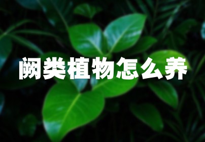 阙类植物怎么养