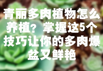 青丽多肉植物怎么养植？掌握这5个技巧让你的多肉爆盆又鲜艳