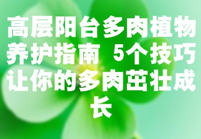 高层阳台多肉植物养护指南 5个技巧让你的多肉茁壮成长