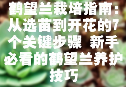 鹤望兰栽培指南：从选苗到开花的7个关键步骤 新手必看的鹤望兰养护技巧