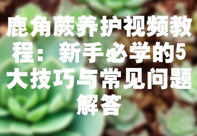 鹿角蕨养护视频教程：新手必学的5大技巧与常见问题解答